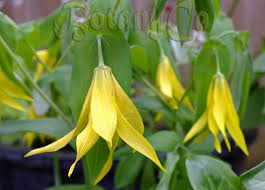 Attēlu rezultāti vaicājumam “Uvularia grandiflora flower”