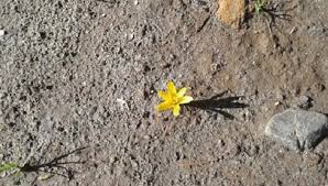 Attēlu rezultāti vaicājumam “Colchicum luteum flower”