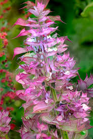 Image result for Salvia sclarea