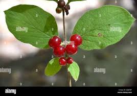 Attēlu rezultāti vaicājumam “Lonicera xylosteum”