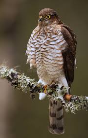 Attēlu rezultāti vaicājumam “Accipiter nisus”