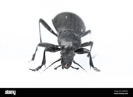 Attēlu rezultāti vaicājumam “Blaps mortisaga”