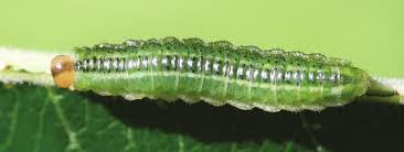 Attēlu rezultāti vaicājumam “Arge ustulata”