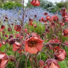 Attēlu rezultāti vaicājumam “Galium rivale”