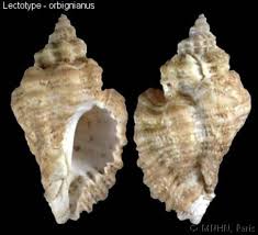 Attēlu rezultāti vaicājumam “Erinaceus sp.”