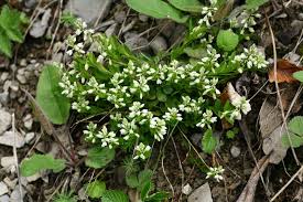 Attēlu rezultāti vaicājumam “Polygala amarella”