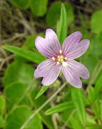 Attēlu rezultāti vaicājumam “Epilobium palustre”