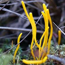 Attēlu rezultāti vaicājumam “Clavulinopsis cinerioides”