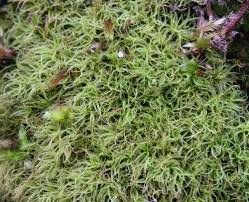 Attēlu rezultāti vaicājumam “Acrocarpous mosses”