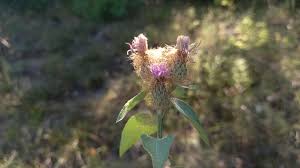 Attēlu rezultāti vaicājumam “Centaurea phrygia bud”
