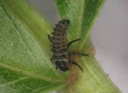 Attēlu rezultāti vaicājumam “Leiodidae larva”