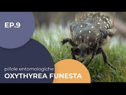 Attēlu rezultāti vaicājumam “Oxythyrea funesta”