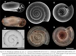 Attēlu rezultāti vaicājumam “Stemonitopsis subcaespitosa macro”
