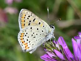 Attēlu rezultāti vaicājumam “Lycaena tityrus female”
