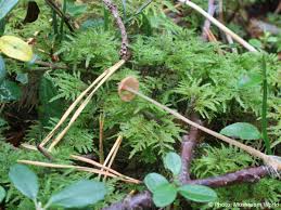 Attēlu rezultāti vaicājumam “Mycena rosella”