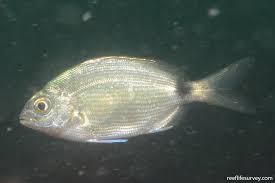 Image result for Diplodus ascensionis
