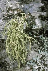 Attēlu rezultāti vaicājumam “Evernia mesomorpha”