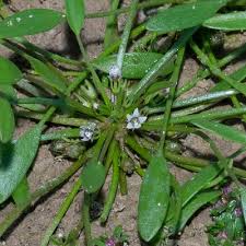 Attēlu rezultāti vaicājumam “Limosella aquatica flower”