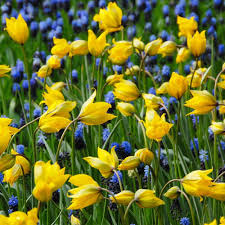 Attēlu rezultāti vaicājumam “Tulipa sylvestris fruit”