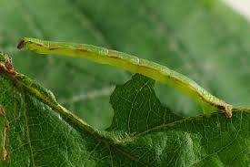 Attēlu rezultāti vaicājumam “Eupithecia exiguata”