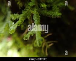 Attēlu rezultāti vaicājumam “Porella cordaeana”