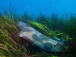 Image result for Cephaloscyllium laticeps