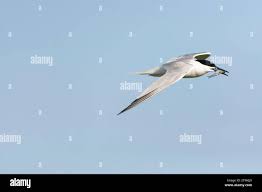 Attēlu rezultāti vaicājumam “Sterna sandvicensis adult”