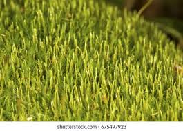 Attēlu rezultāti vaicājumam “Dicranum flagellare”