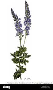 Attēlu rezultāti vaicājumam “Veronica austriaca subsp. teucrium leaf”