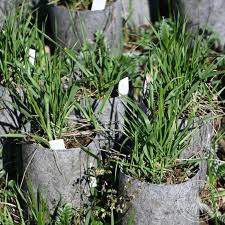 Attēlu rezultāti vaicājumam “Hierochloe odorata”