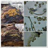 Attēlu rezultāti vaicājumam “Trichia contorta”