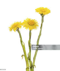 Attēlu rezultāti vaicājumam “Tussilago farfara flower”