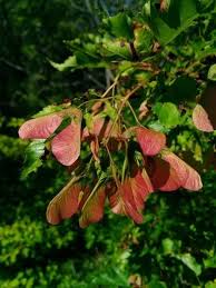 Attēlu rezultāti vaicājumam “Acer tataricum subsp. ginnala flower”