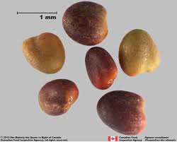 Attēlu rezultāti vaicājumam “Trifolium repens fruit”