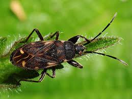 Attēlu rezultāti vaicājumam “Eremocoris plebejus”