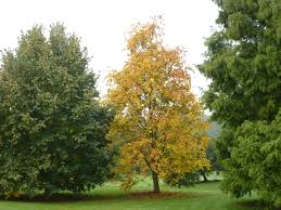 Attēlu rezultāti vaicājumam “Tilia”