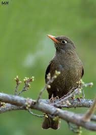 Attēlu rezultāti vaicājumam “Turdus merula”