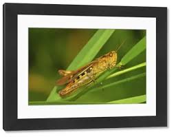 Attēlu rezultāti vaicājumam “Acrididae”