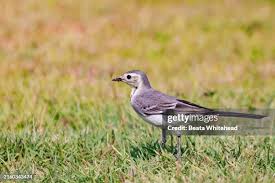 Attēlu rezultāti vaicājumam “Motacilla alba juvenile”