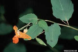 Attēlu rezultāti vaicājumam “Impatiens glandulifera leaf”