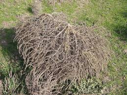 Attēlu rezultāti vaicājumam “Salsola kali”