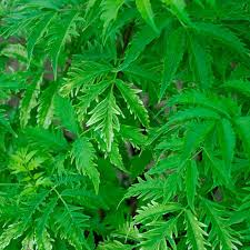 Attēlu rezultāti vaicājumam “Sambucus racemosa leaf”