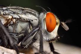 Attēlu rezultāti vaicājumam “Sarcophagidae”