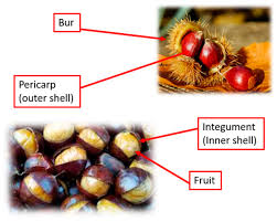 Attēlu rezultāti vaicājumam “Castanea sativa  fruit”
