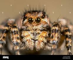 Attēlu rezultāti vaicājumam “Aelurillus v-insignitus”