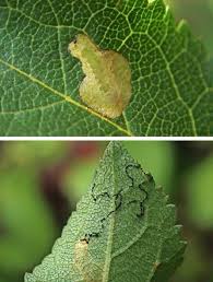 Attēlu rezultāti vaicājumam “Lyonetia prunifoliella”