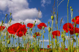 Attēlu rezultāti vaicājumam “Papaveraceae”