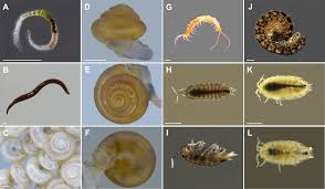 Attēlu rezultāti vaicājumam “Oniscoidea”