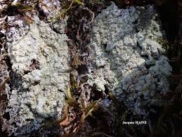 Attēlu rezultāti vaicājumam “Pertusaria flavida”