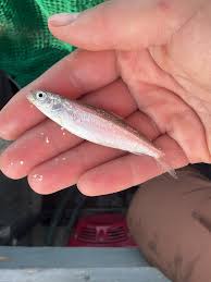 Image result for Coregonus artedi